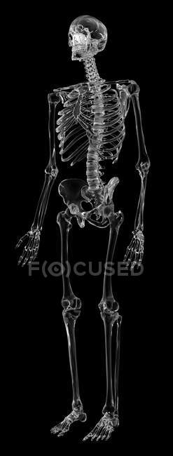 Людський скелет анатомії — стокове фото
