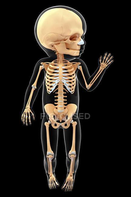 Sistema scheletrico del bambino — Foto stock