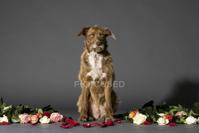 Студійний знімок сидячого коричневого собаки з квітами . — стокове фото