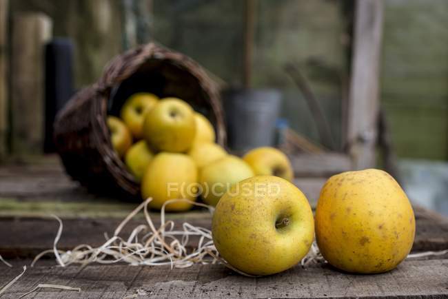 Goldrush apples falling from basket. — Stock Photo