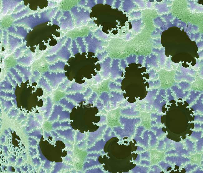 Diatomáceas de água doce — Fotografia de Stock