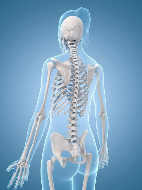 Cervical and thoracic spine regions — Stock Photo