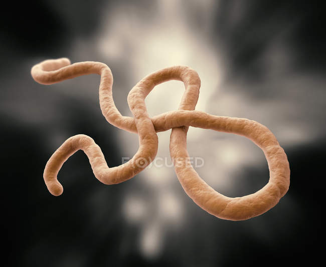 Ебола вірусу частинок — Stock Photo