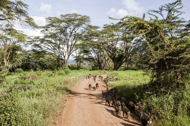 Manada de babuíno caminhe no caminho — Fotografia de Stock