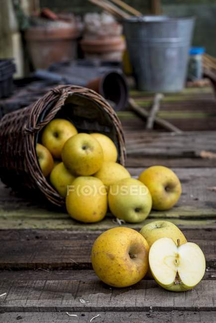 Goldrush apples falling from basket. — Stock Photo