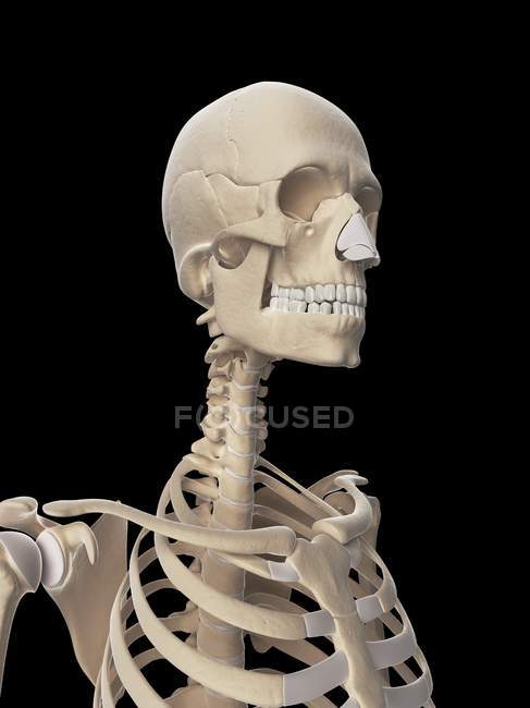 Représentation schématique du système squelettique humain — Photo de stock