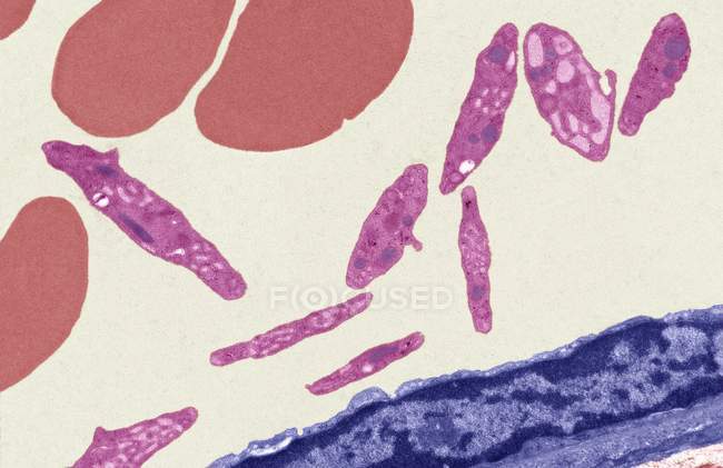Тромбоциты в сосудах — стоковое фото