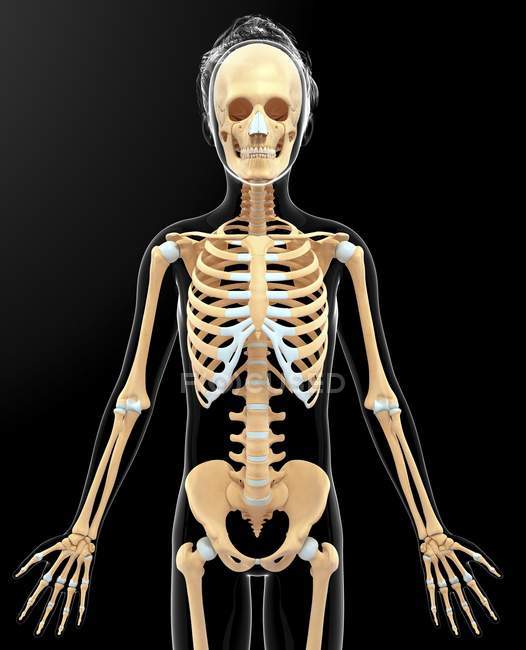 Скелетна система і хрящ дорослої людини — стокове фото