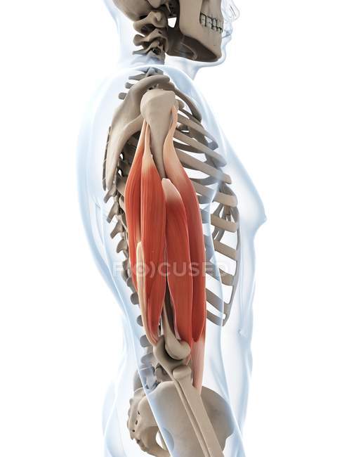 Мышцы и структурная анатомия — стоковое фото