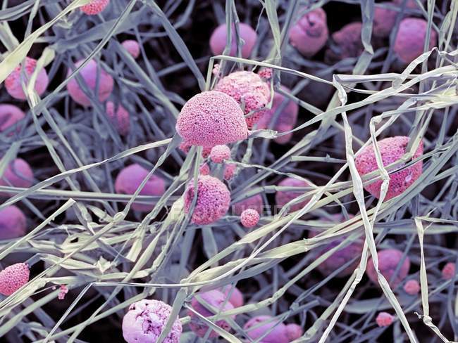 Грибковые клетки со спорангией и спорами — стоковое фото