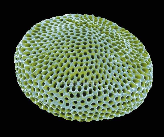 Shell of a radiolarian — Stock Photo