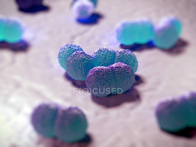 Neisseria meningitidis bacterias - foto de stock