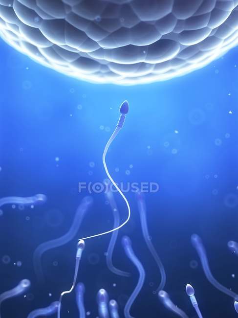 Human sperm and egg — Stock Photo