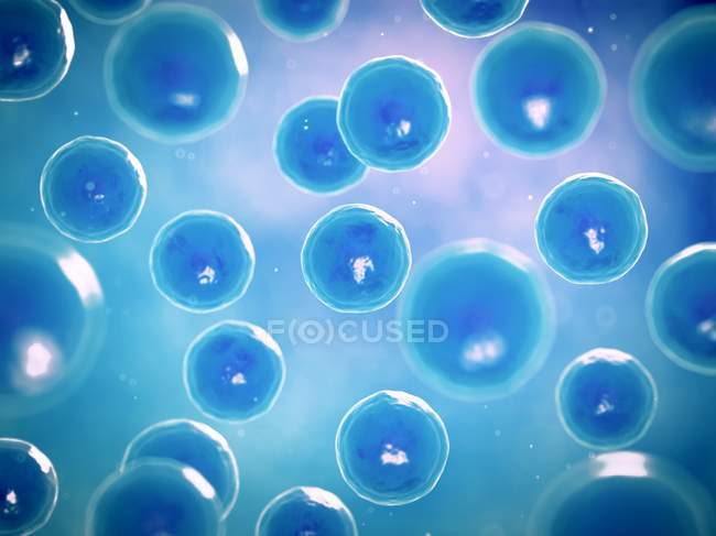 Animal Cells in culture — Stock Photo