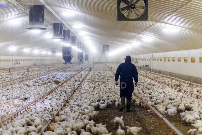 Agricultor caminhando em um celeiro com galinhas — Fotografia de Stock