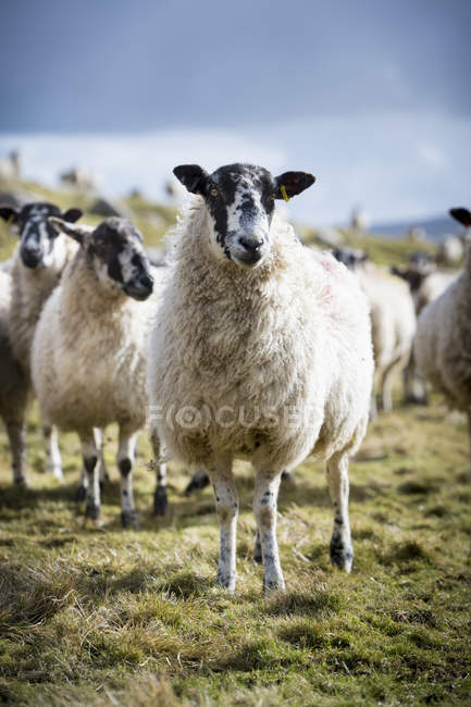 Moutons debout sur le terrain rural . — Photo de stock