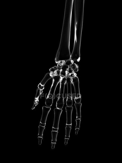 Huesos de la mano humana estructura - foto de stock