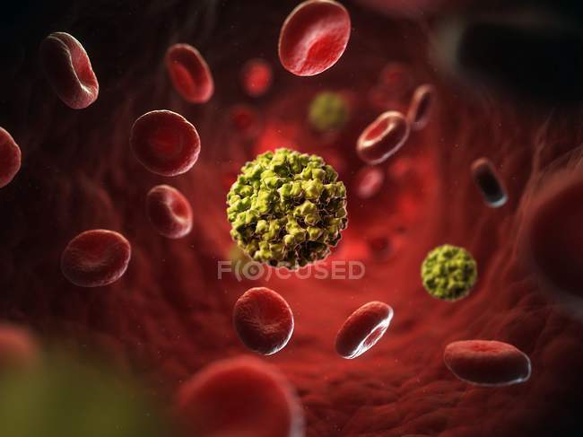 Partículas del virus de la hepatitis E - foto de stock