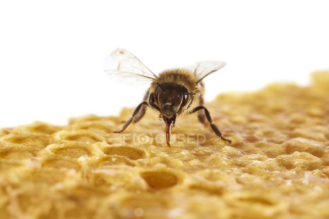 Медовая пчела на сотах — стоковое фото