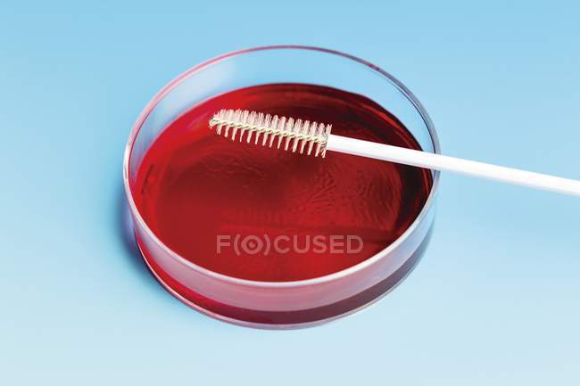Petri dish and cell sampling brush. — Stock Photo