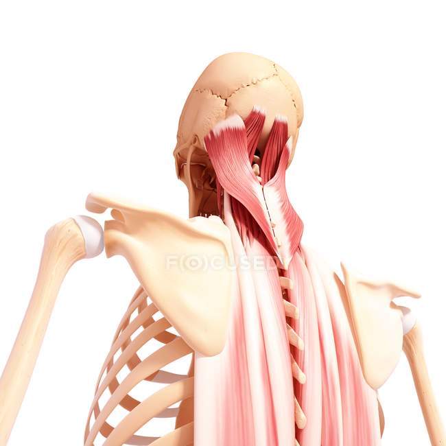 Menschliche Nackenmuskulatur — Stockfoto