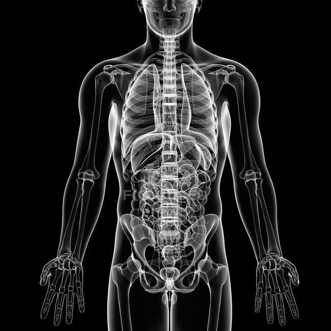 Визуальный рендеринг мужской анатомии — стоковое фото