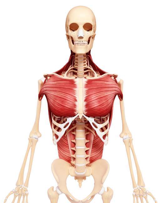 Back and chest musculature — Stock Photo