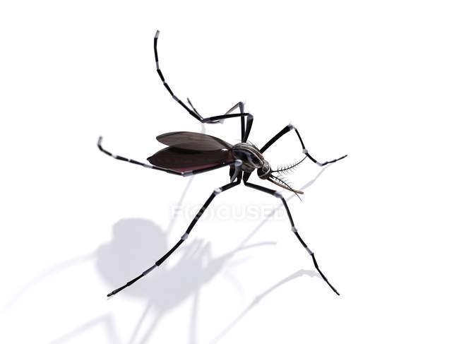 Zanzara femmina adulta — Foto stock
