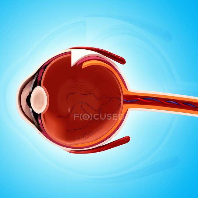 Human eye anatomy — Stock Photo