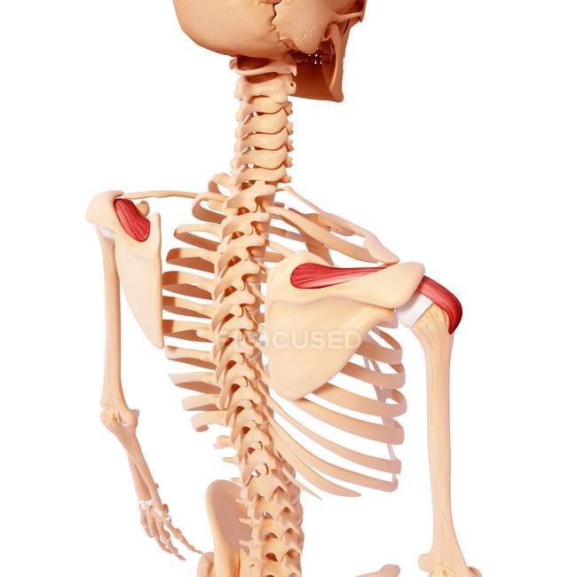 Musculatura do ombro humano — Fotografia de Stock