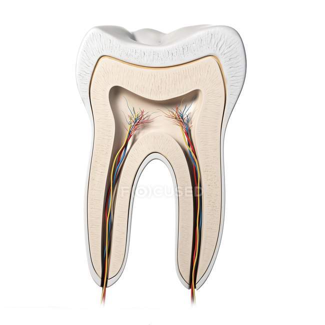 Анатомия здорового зуба — стоковое фото