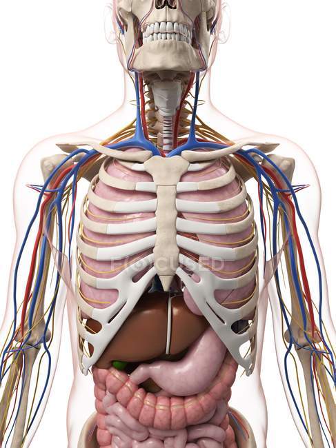 Männliche Anatomie bei Erwachsenen — Stockfoto