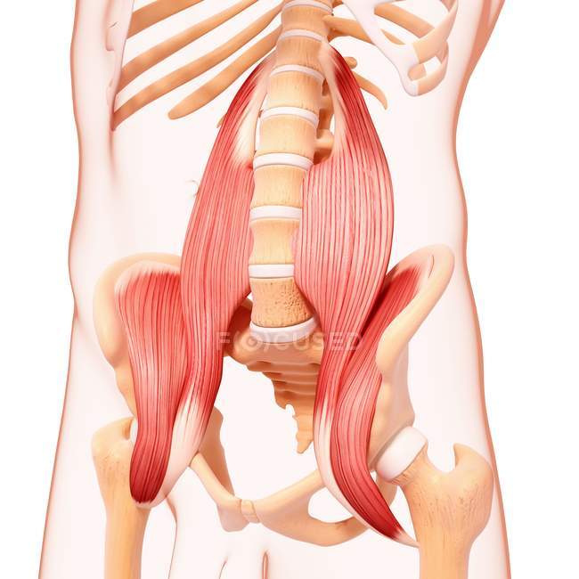 Human hips musculature — Stock Photo