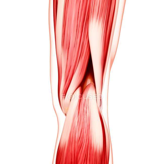 Нога людини мускулатури — стокове фото