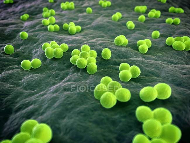 Метициллин-устойчивые бактерии золотистого стафилококка — стоковое фото