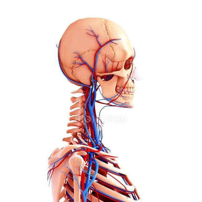 Sistema cardiovascular de pescoço e cabeça — Fotografia de Stock