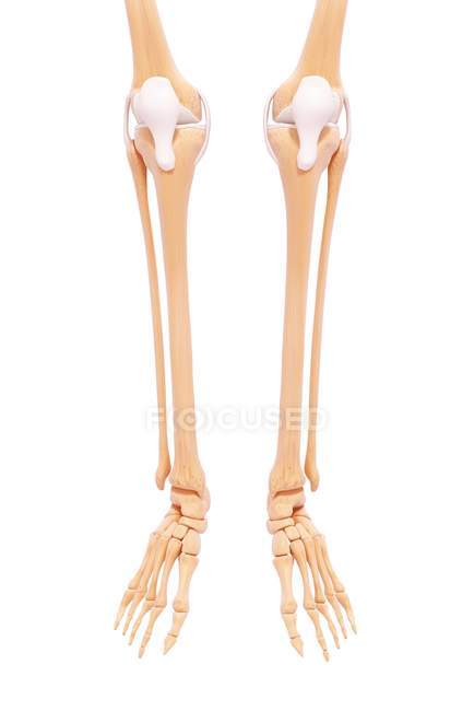 Lower leg and foot bones — Stock Photo