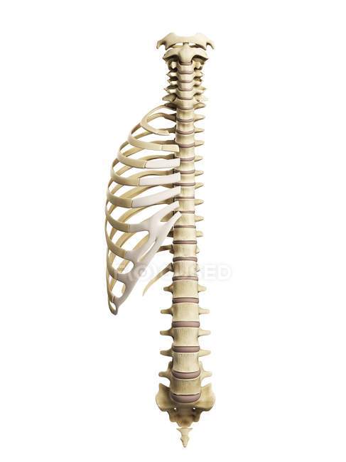 Renderização visual de costelas e coluna vertebral — Fotografia de Stock