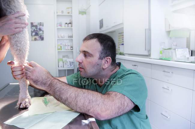 Vet examining a dog at clinic — Stock Photo