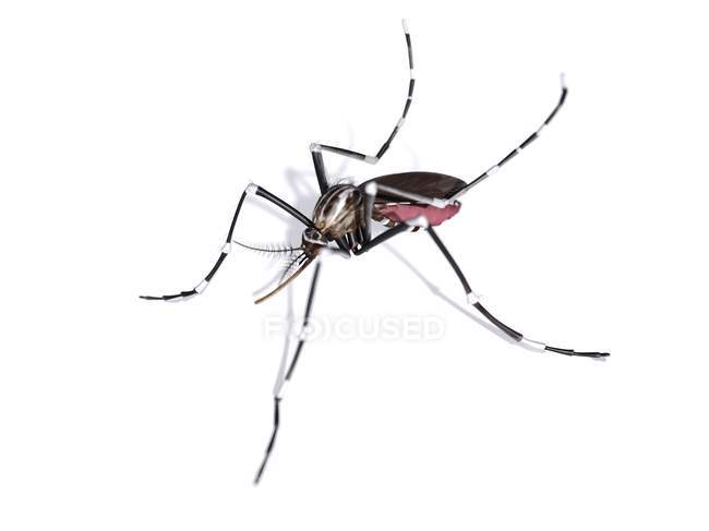 Mosquito hembra adulto - foto de stock