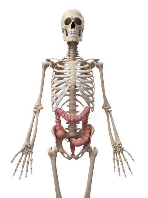 Здоров'я товстої і скелетної системи — стокове фото