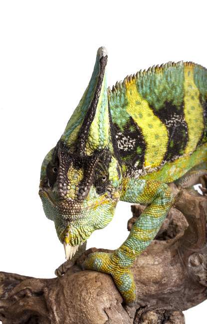 Adult Veiled chameleon — Stock Photo