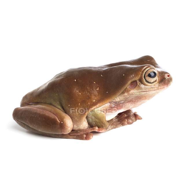Австралійський деревна жаба на білому тлі. — стокове фото