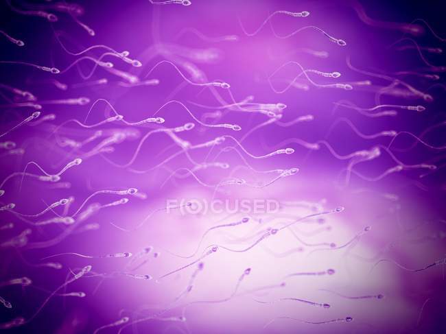 Spermatozoïdes humains normales — Photo de stock