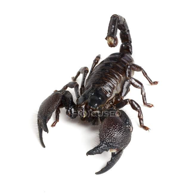 Emperor scorpion on white background. — Stock Photo