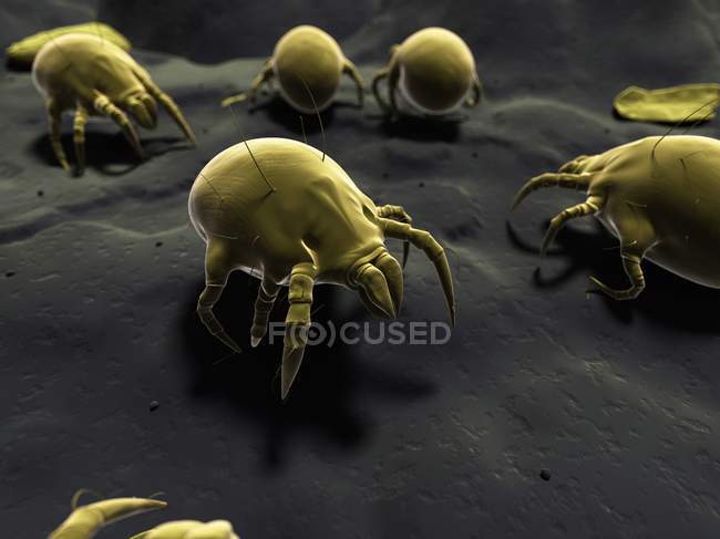 Mikroskopisch kleine Kolonie von Hausstaubmilben — Stockfoto