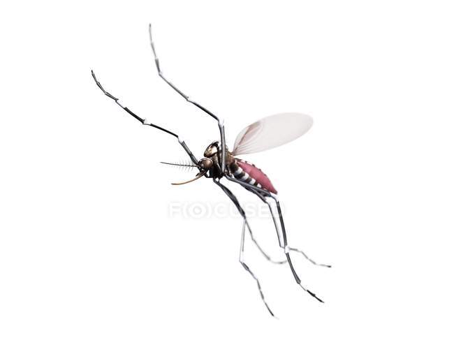 Летающий комар на белом фоне — стоковое фото