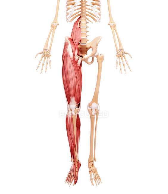Human leg musculature — Stock Photo