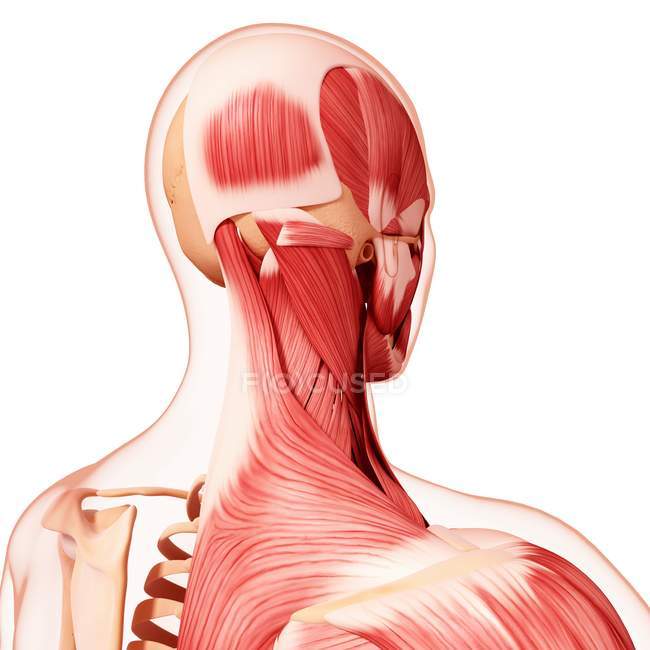 Musculatura da cabeça humana — Fotografia de Stock