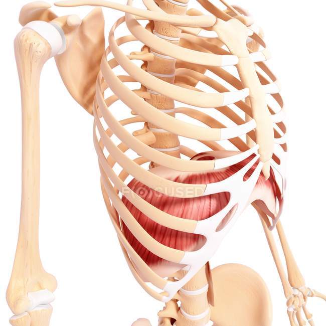 Brustmuskeln im Zwerchfell — Stockfoto
